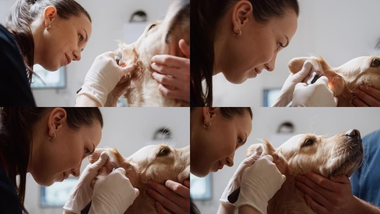 女兽医用耳镜用手电筒检查宠物金毛猎犬的耳朵。狗主人将他毛茸茸的朋友带到一家现代兽医诊所进行检查