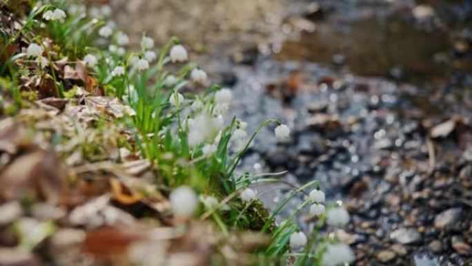特写美丽的雪花花朵生长在大自然的河边
