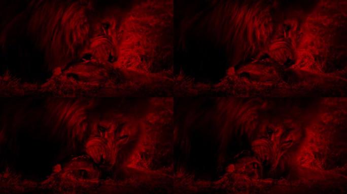 狮子吃死动物红色摘要