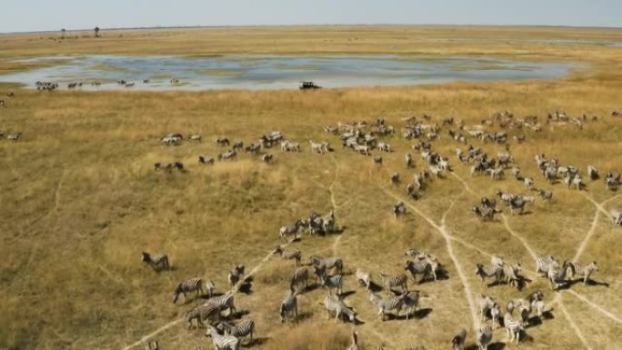 空中飞越一辆旅游野生动物园的车辆，在makgadikgadi平底锅上观看一大群斑马。斑马迁徙博茨瓦纳