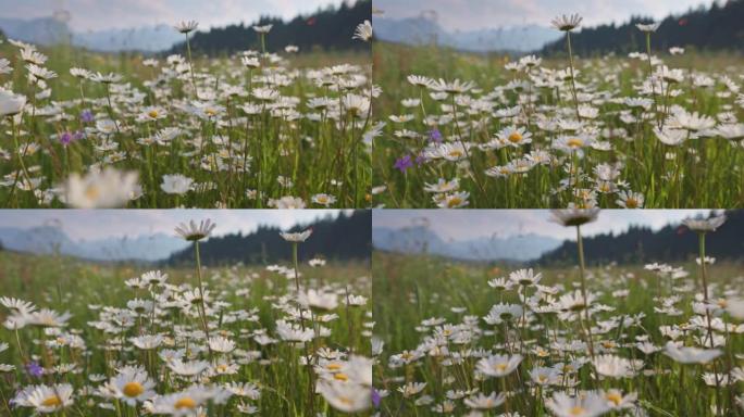 高山草甸，有白色和黄色的雏菊花。相机在随风摇曳的田野花朵中移动。夏季山地背景
