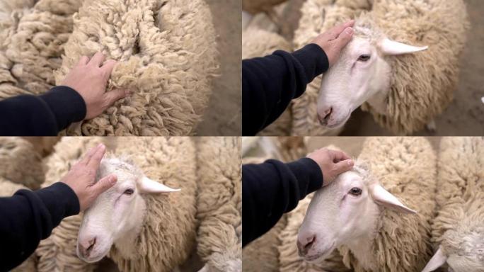 人的手触摸和皱巴巴的羊毛和羊头。