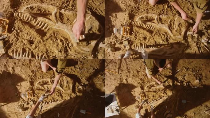 自上而下的视图: 古生物学家清理暴龙恐龙骨骼。考古学家发现了新捕食者物种的化石遗骸。考古发掘挖掘地点
