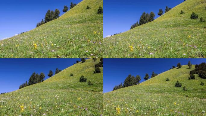 川西高原夏季花开漫天遍野鲜花绿植
