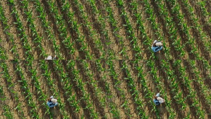鸟瞰图，棕色长发，帽子和工作服的农夫跪在农业玉米田内，检查植物的质量