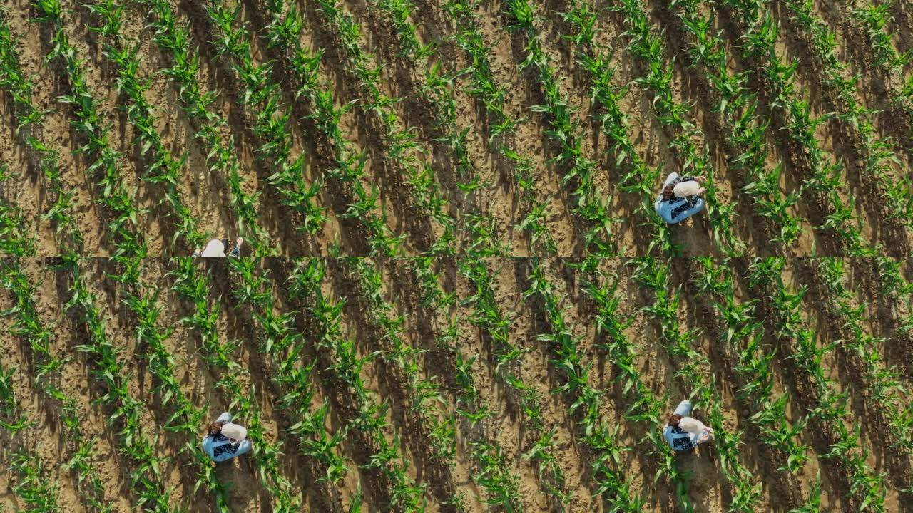 鸟瞰图，棕色长发，帽子和工作服的农夫跪在农业玉米田内，检查植物的质量