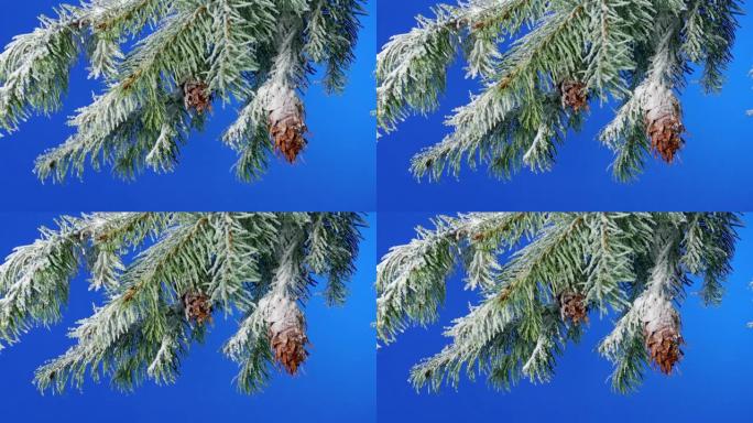 白雪覆盖的松果树枝蓝屏用于合成