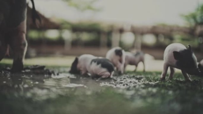 仔猪视频素材母猪交配小猪群体