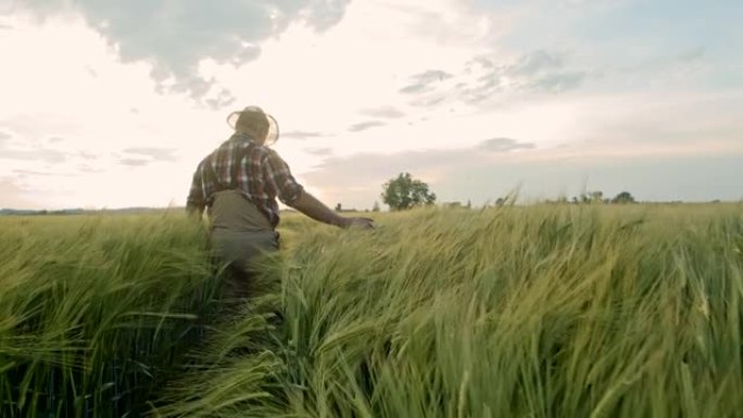 SLO MO高级农民在田野中漫步时用手触摸小麦植物