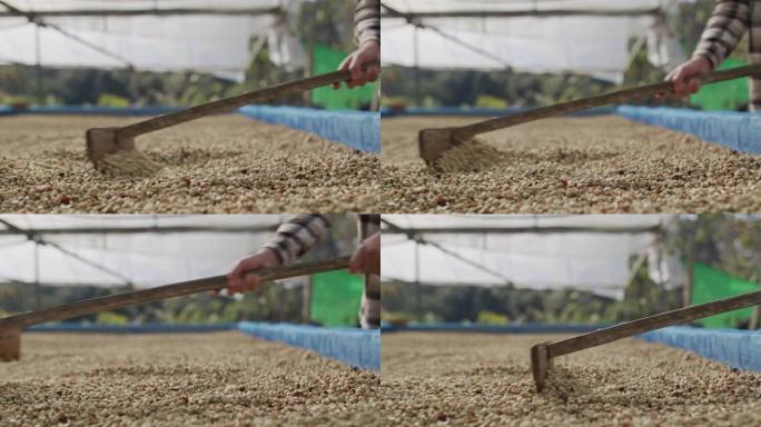 咖啡豆工艺，收获咖啡豆慢动作