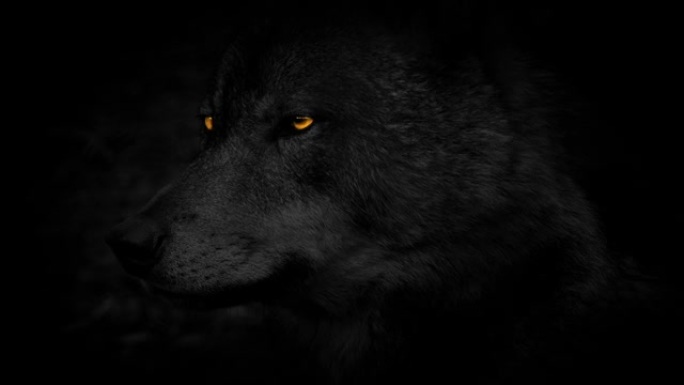 黑暗中火红眼睛的狼侧视