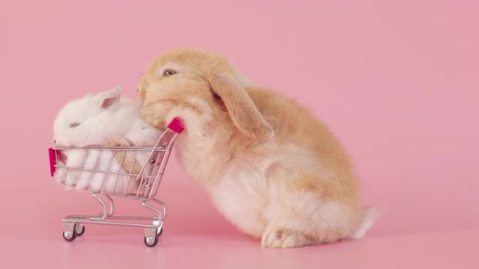 孤立粉红色背景屏幕上购物车中的小兔子