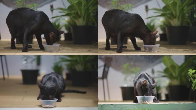 三枪黑猫在露台后院吃食物