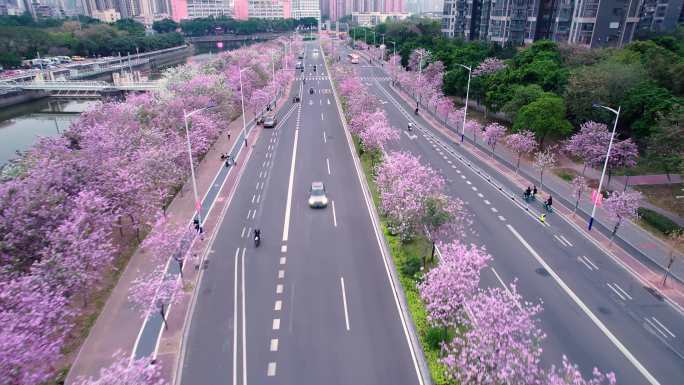 广州三月夕阳下唯美紫荆花公路航拍4K视频