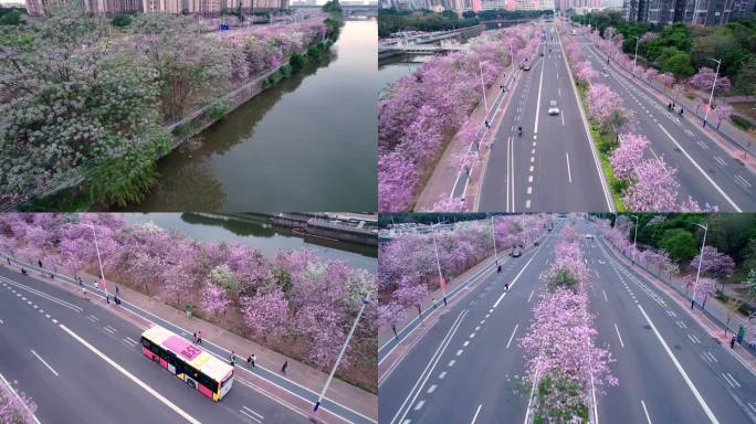 广州三月夕阳下唯美紫荆花公路航拍4K视频