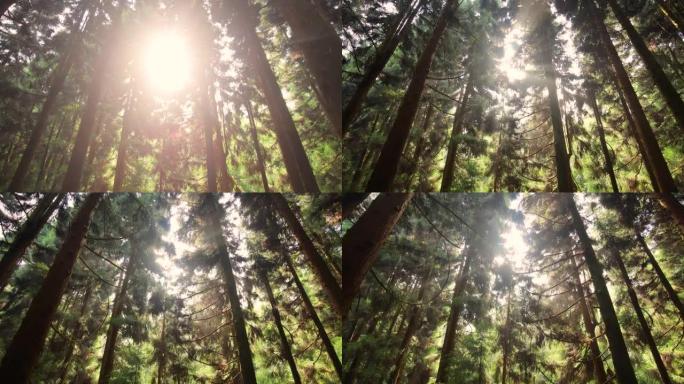 阳光穿过树林小树林森林公园针叶林
