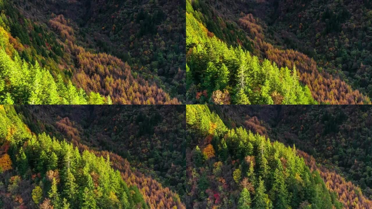 高原上的秋天很美，森林将多姿多彩
