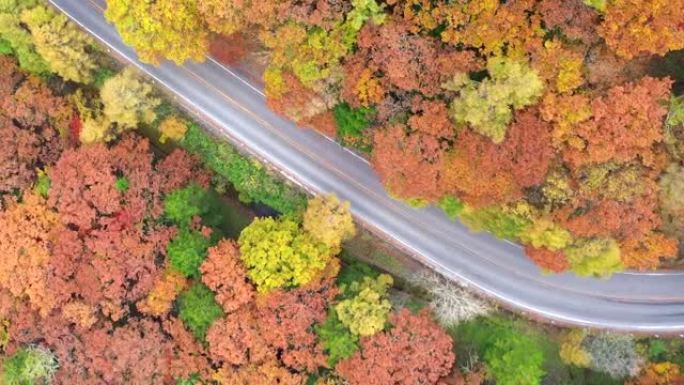 阳光明媚的秋天森林中的乡间小路鸟瞰图