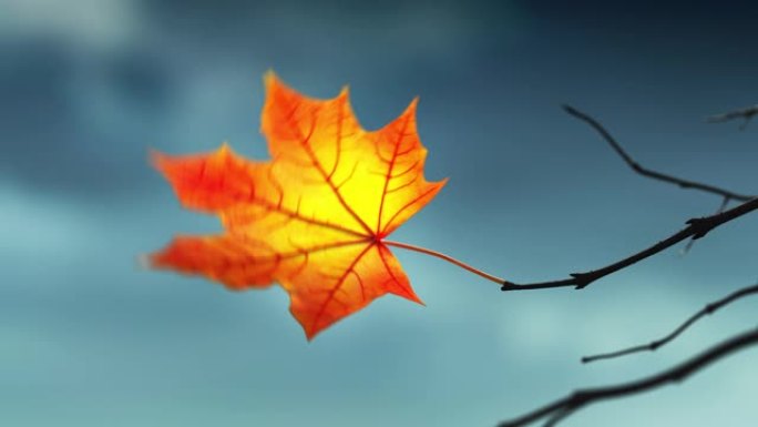 风在秋天的天空背景下从树枝上撕下最后一片枫叶