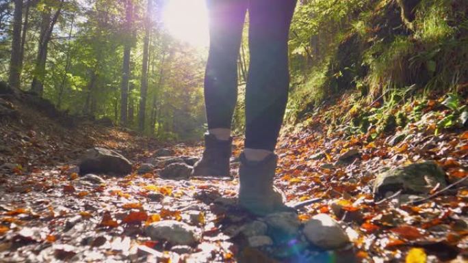 低角度: 远足女孩在阳光明媚的秋天沿着一条空旷的森林小径行走。