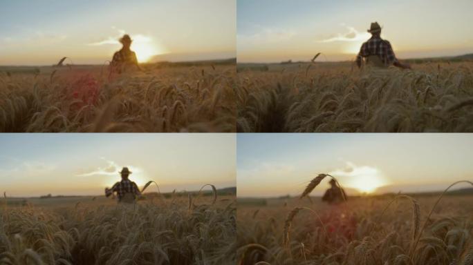 SLO MO无法识别的农民在日落时走在麦田里