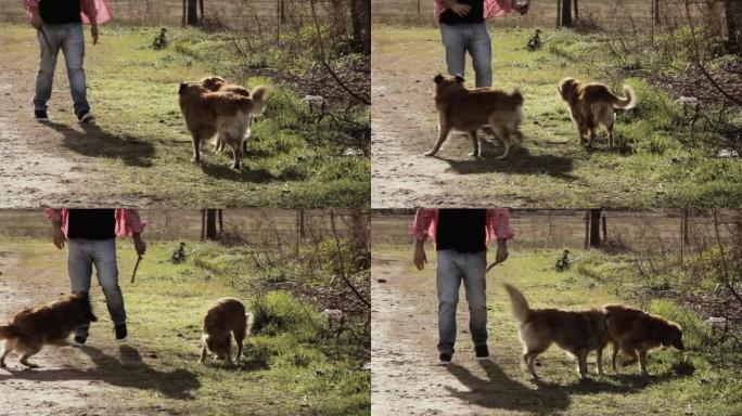 主人在阿根廷布宜诺斯艾利斯的一条乡间小路上遛狗。