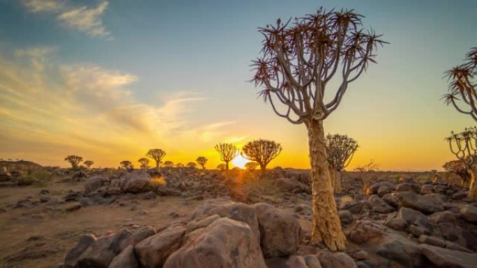 非洲纳米比亚日落时沙漠中的WS时光流逝田园诗般的箭袋森林