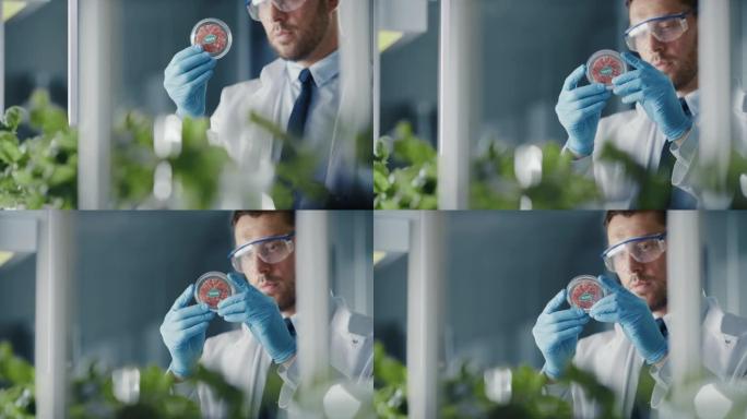 英俊的男性微生物学家正在看一个实验室培养的纯素食肉样本。在现代食品科学实验室中研究植物性牛肉替代品的