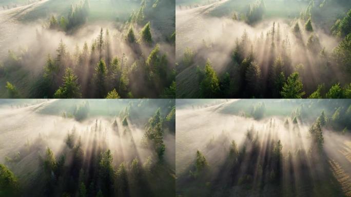 华丽阳光明媚的雾森林的航拍。阳光在轻雾中穿透树木。森林里美妙的早晨