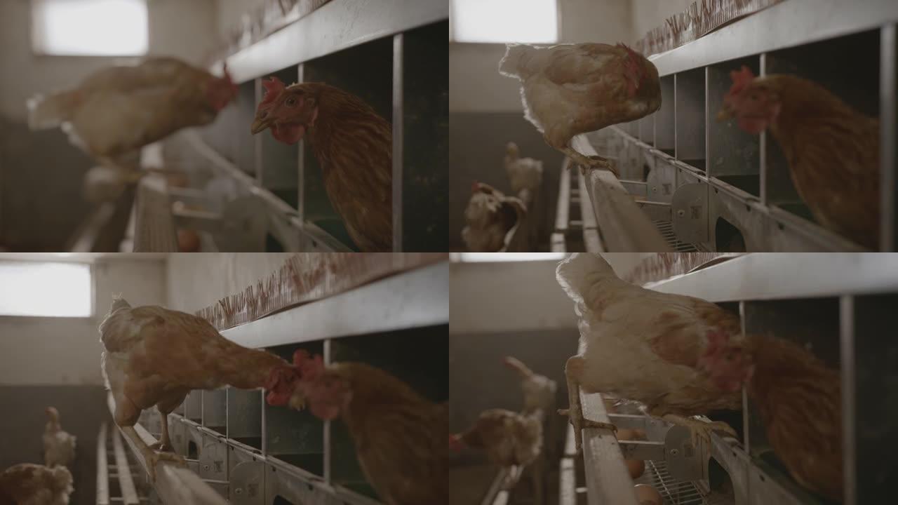蛋鸡农场内的SLO MO母鸡