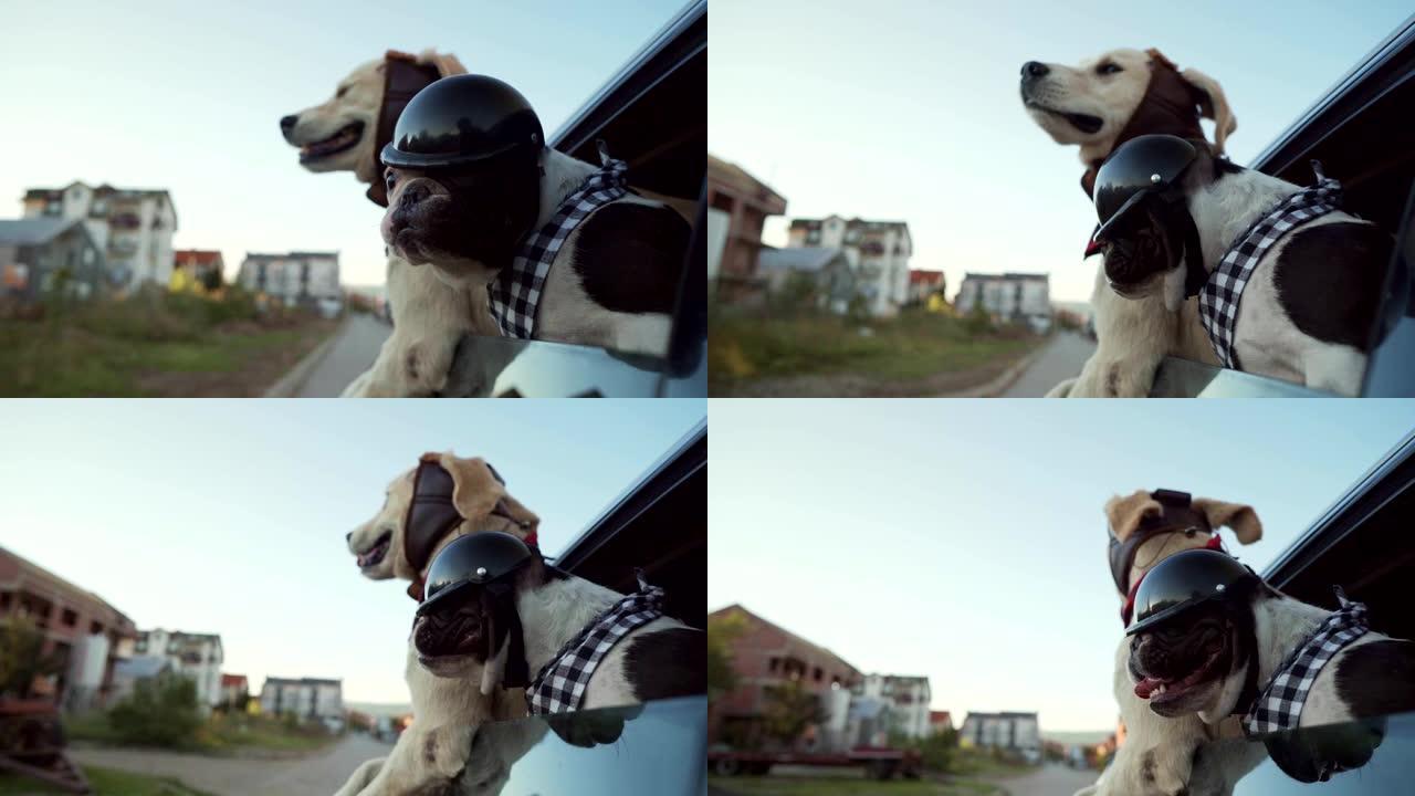 有趣的狗喜欢开车