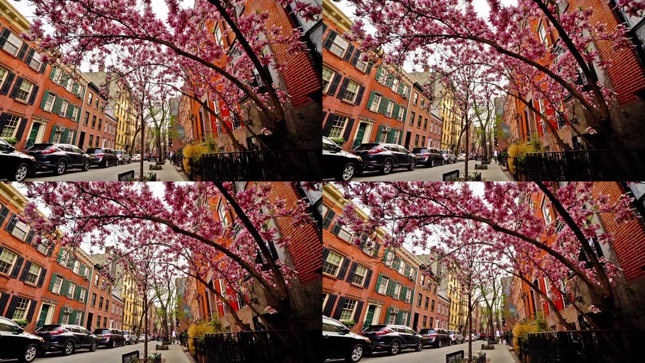 布鲁克林住宅区。樱花。自然。汽车。家。现代街道。城市生活。