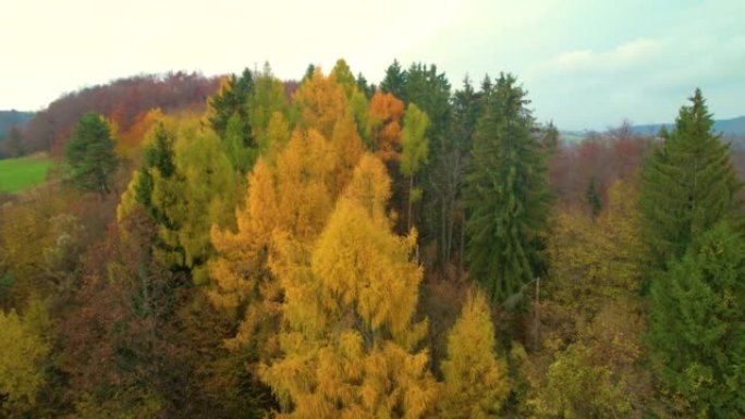 无人机视角的秋季森林