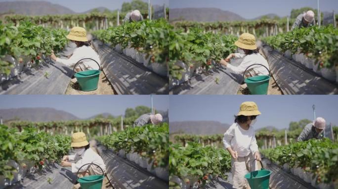 快乐的小男孩夏天在有机生物浆果农场采摘草莓。