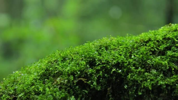 雨中的苔藓特写展示微距实拍草地