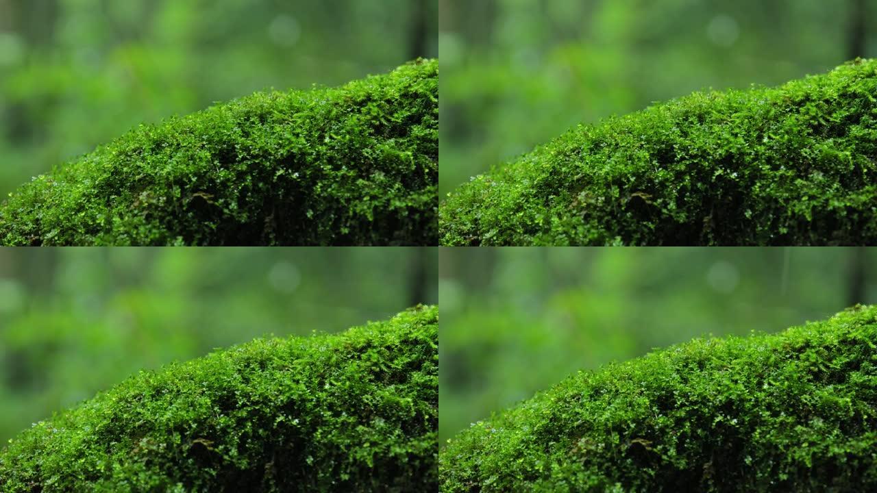 雨中的苔藓特写展示微距实拍草地