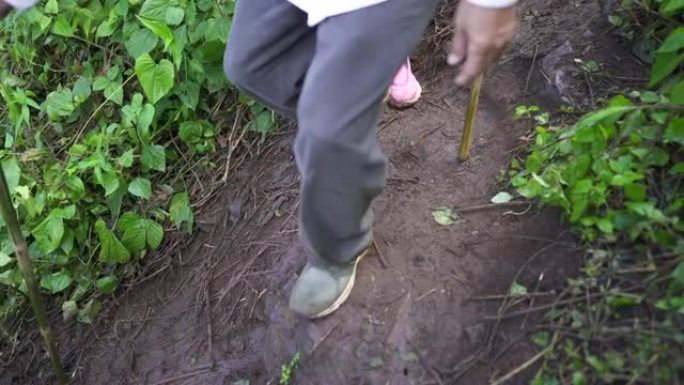 徒步旅行者使用自然远足杆在潮湿的热带雨林小径中行走