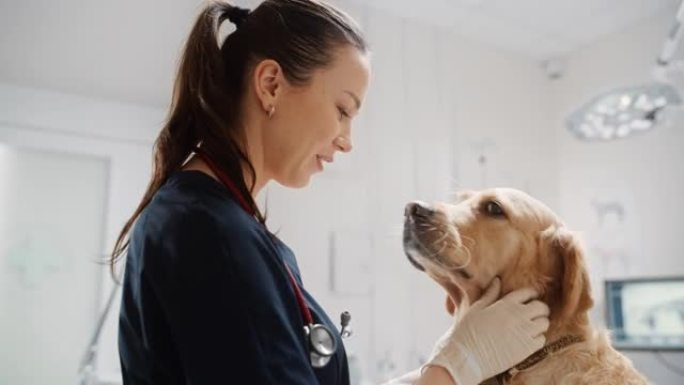 美丽的女兽医抚摸着一只高贵的金毛猎犬。健康的宠物在现代兽医诊所与快乐的关怀医生的检查访问