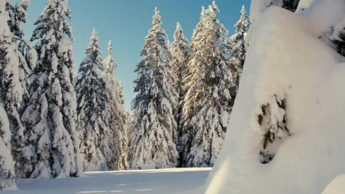 DS积雪覆盖了高地的云杉树