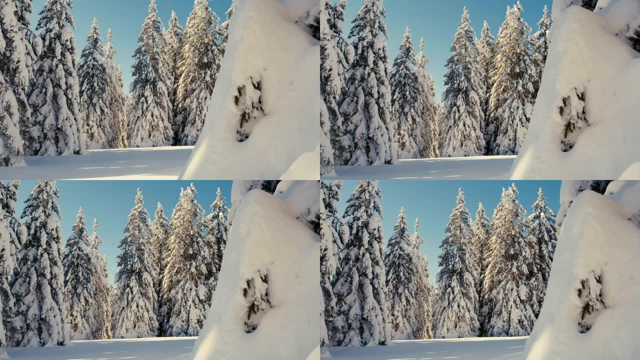 DS积雪覆盖了高地的云杉树