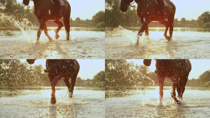 镜头耀斑: 雄伟的种马在金色日落时沿着玻璃溪流行走。
