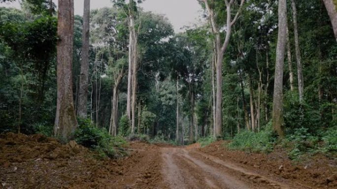 向下倾斜。通往热带雨林的道路，便于接触原木树木。气候变化。森林砍伐