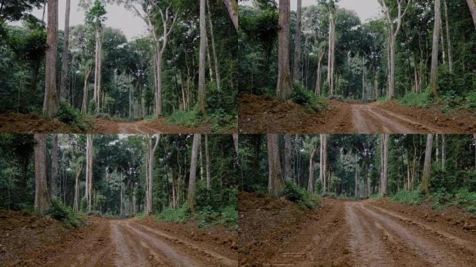 向下倾斜。通往热带雨林的道路，便于接触原木树木。气候变化。森林砍伐