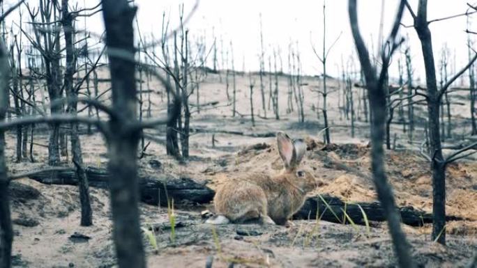 烧毁的森林，兔子吃草