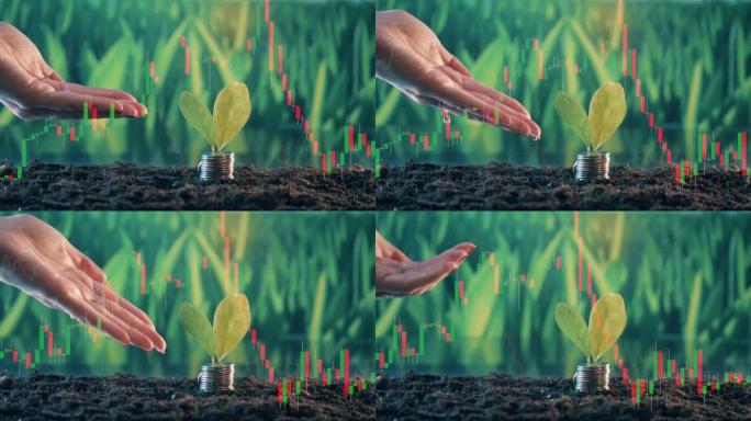 上面装有硬币和植物的土壤正在浇水