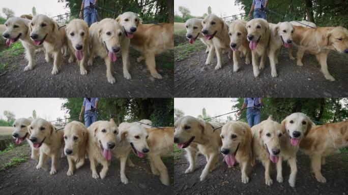 一群纯种血统金毛寻回犬的特写镜头，他们每天在户外散步。专业的女性遛狗和保姆带着可爱的宠物在绿色公园训