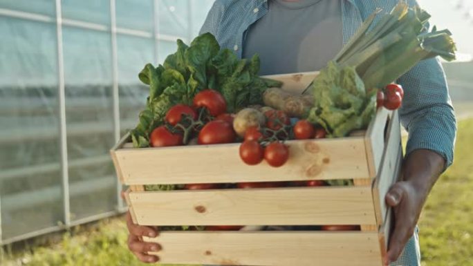 SLO MO年轻的男性农民背着装满新鲜蔬菜的板条箱