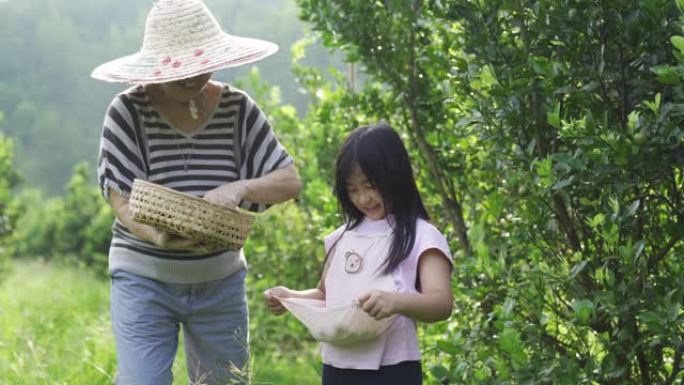 一名亚裔中国高级妇女与孙女从花园农场采摘石灰calamondin