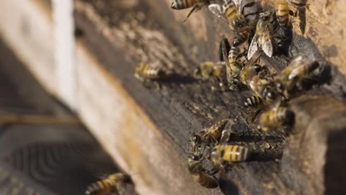 非洲蜜蜂进出蜂巢的慢动作特写视图