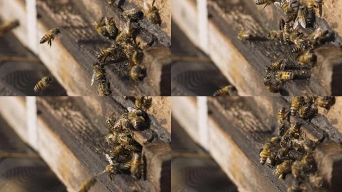 非洲蜜蜂进出蜂巢的慢动作特写视图